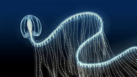 longest animal name ever.
